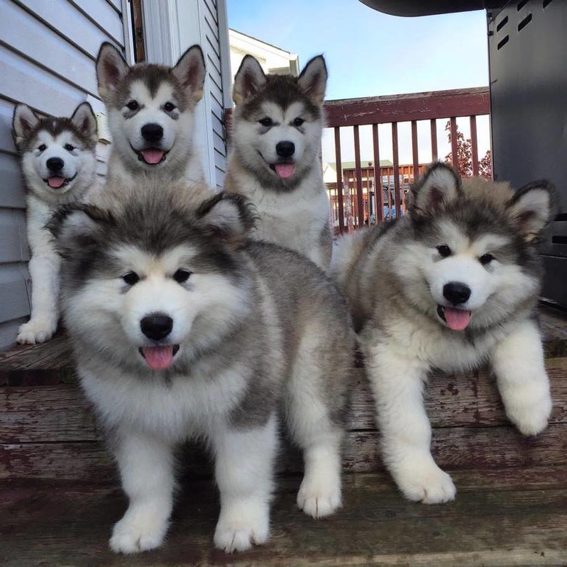 C.K.C Reg Male and Female Alaskan Malamute Puppies for Adoption Image eClassifieds4u