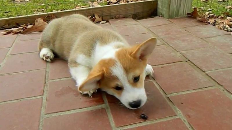 Gorgeous Pembroke Welsh Corgi puppies available FOR ADOPTION Image eClassifieds4u