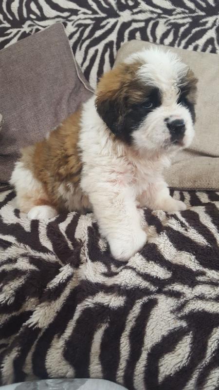 Littler Of Two Boy Saint Bernard text (437) 370-5674 Image eClassifieds4u