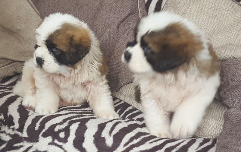 Littler Of Two Boy Saint Bernard text (437) 370-5674 Image eClassifieds4u