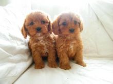 Superb Red Cavapoos / Extensive Health Tests text (437) 370-5674 Image eClassifieds4u 2