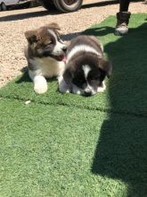 Akita Puppies Available text (437) 370-5674 Image eClassifieds4u 2