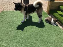 Akita Puppies Available text (437) 370-5674 Image eClassifieds4u 3