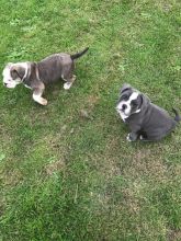 Alapaha Blueblood Bulldog Ready Now text (437) 370-5674 Image eClassifieds4u 2