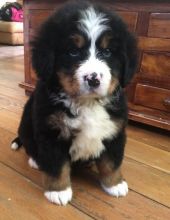 Beautiful Bernese Mountain puppy Looking For Love. text (437) 370-5674 Image eClassifieds4u 3