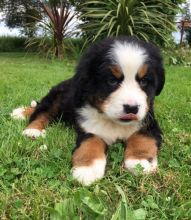 Beautiful Bernese Mountain puppy Looking For Love. text (437) 370-5674 Image eClassifieds4u 2