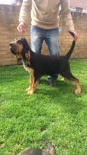 Beautiful Bloodhound Pups For Sale text (437) 370-5674 Image eClassifieds4u 2