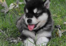 Beautiful Pure Alaskan Malamute Puppy text (437) 370-5674 Image eClassifieds4u 2