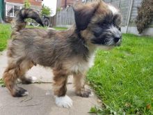 Chinese Crested Cheeky Pup Needs A Loving Home text (437) 370-5674 Image eClassifieds4u 2