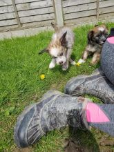 Chinese Crested Cheeky Pup Needs A Loving Home text (437) 370-5674 Image eClassifieds4u 4