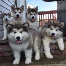 C.K.C Reg Male and Female Alaskan Malamute Puppies for Adoption Image eClassifieds4u 3