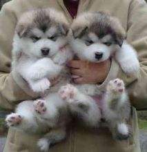 C.K.C Reg Male and Female Alaskan Malamute Puppies for Adoption Image eClassifieds4u 1