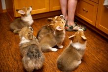 Gorgeous Pembroke Welsh Corgi puppies available FOR ADOPTION Image eClassifieds4u 2