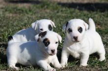 Jack Russell Puppies text (437) 370-5674 Image eClassifieds4u 2