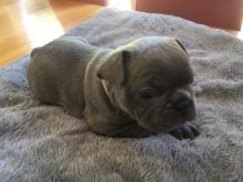 Kc Solid Blue French Bulldog Ready For A New Home text (437) 370-5674 Image eClassifieds4u 2