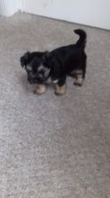 Morkie Pups For Sale text (437) 370-5674 Image eClassifieds4u 2