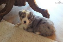 Pure Bred CKc Reg Australian Shepherd Puppies for Adoption *** Image eClassifieds4u 1