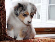 Pure Bred CKc Reg Australian Shepherd Puppies for Adoption *** Image eClassifieds4u 3