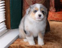 Pure Bred CKc Reg Australian Shepherd Puppies for Adoption *** Image eClassifieds4u 2