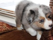 Pure Bred CKc Reg Australian Shepherd Puppies for Adoption *** Image eClassifieds4u 1