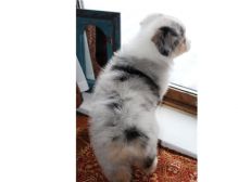 Pure Bred CKc Reg Australian Shepherd Puppies for Adoption *** Image eClassifieds4u 2