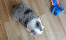 Pure Bred CKc Reg Australian Shepherd Puppies for Adoption *** Image eClassifieds4u 4