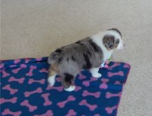 Pure Bred CKc Reg Australian Shepherd Puppies for Adoption *** Image eClassifieds4u 2