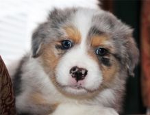 Pure Bred CKc Reg Australian Shepherd Puppies for Adoption *** Image eClassifieds4u 4