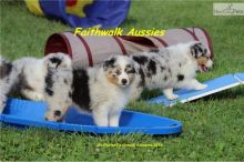 Pure Bred CKc Reg Australian Shepherd Puppies for Adoption *** Image eClassifieds4u 2