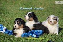 Pure Bred CKc Reg Australian Shepherd Puppies for Adoption *** Image eClassifieds4u 1
