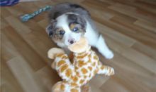 Pure Bred CKc Reg Australian Shepherd Puppies for Adoption *** Image eClassifieds4u 1