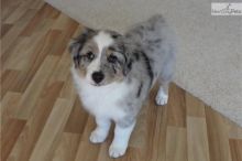 Pure Bred CKc Reg Australian Shepherd Puppies for Adoption *** Image eClassifieds4u 4