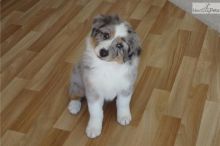 Pure Bred CKc Reg Australian Shepherd Puppies for Adoption *** Image eClassifieds4u 2