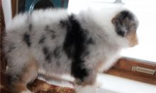 Pure Bred CKc Reg Australian Shepherd Puppies for Adoption *** Image eClassifieds4u 1