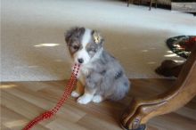 Pure Bred CKc Reg Australian Shepherd Puppies for Adoption *** Image eClassifieds4u 1