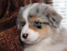 Pure Bred CKc Reg Australian Shepherd Puppies for Adoption *** Image eClassifieds4u 2