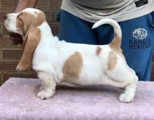 Quality Basset Hound Puppies!text (437) 370-5674 Image eClassifieds4u 3