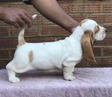 Quality Basset Hound Puppies!text (437) 370-5674 Image eClassifieds4u 2