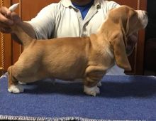 Quality Basset Hound Puppies!text (437) 370-5674 Image eClassifieds4u 1