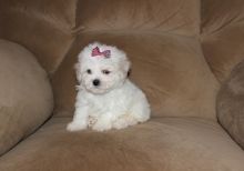 Ready Now Bichon Frise Puppys text (437) 370-5674 Image eClassifieds4u 2