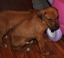 Rhodesian Ridgeback Puppies text (437) 370-5674 Image eClassifieds4u 2