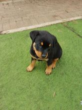Rottweiler Pup Kc Regesterd Fully Vaccinated text (437) 370-5674 Image eClassifieds4u 2