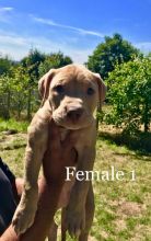 Stunning American Bully Puppies Male And Females text (437) 370-5674 Image eClassifieds4u 2