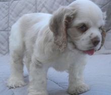 Stunning American er Spaniel Puppies For Sale. text (437) 370-5674 Image eClassifieds4U