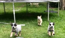 Stunning Family Pets Australian Cattle Dog text (437) 370-5674 Image eClassifieds4u 2