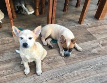 Stunning Family Pets Australian Cattle Dog text (437) 370-5674 Image eClassifieds4u 1