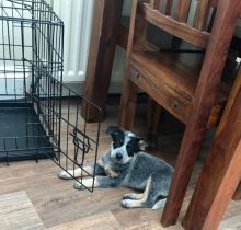 Stunning Family Pets Australian Cattle Dog text (437) 370-5674 Image eClassifieds4u 3