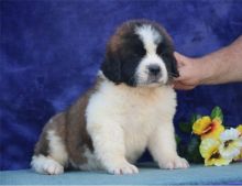 Stunning Saint Bernard Puppies For Sale TEXT ONLY (317) 939 3419 Image eClassifieds4U