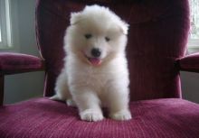 Stunning Samoyed Pup text (437) 370-5674 Image eClassifieds4U