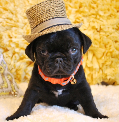 male and 1 females Pug Puppies For Sale TEXT ONLY (317) 939 3419 Image eClassifieds4u